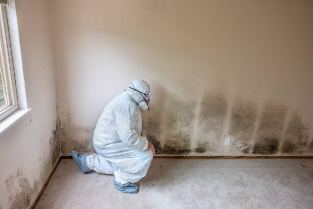Best White Mold Remediation in Stayton, OR